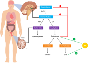 leanlifesupplies Regulation and metabolism of testosterone Testosterone production begins in the